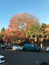 Autumn in Narwee, New South Wales