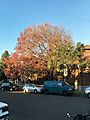 Autumn in Narwee, New South Wales