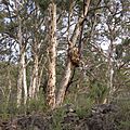 Avon vally gnangarra-46