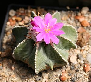 Aztekium hintonii2.jpg