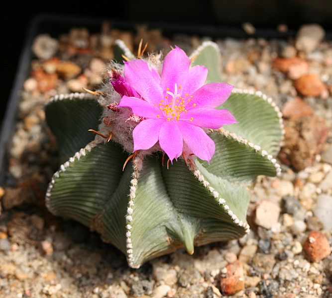 Aztekium hintonii2