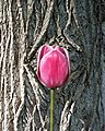 Baden-Baden-Liriodendren tulipifera-64-Tulpenbaum-Rinde-Tulpe-2020-gje