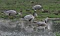 Bar-headed Geese (Anser indicus) at Bharatpur I IMG 5666