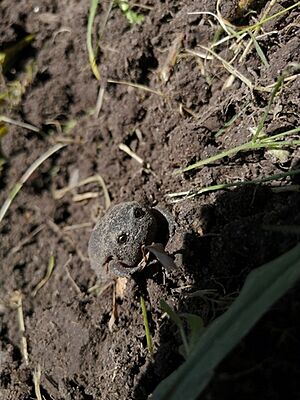 Black Rain Frog.jpg