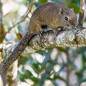 Borneo blackbanded squirrel Facts for Kids