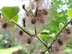 Broussonetia papyrifera - Botanischer Garten Freiburg - DSC06385