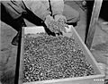 Buchenwald Property 80623