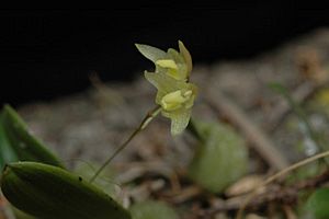 Bulbophyllum exiguum.jpg