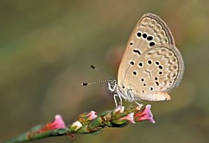 Butterfly Dark Grass Blue - Zizeeria karsandra.jpg
