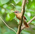 CANELEIRO (Pachyramphus castaneus)