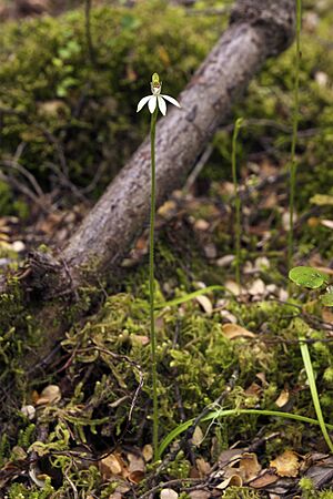 Caladenia chlorostyla LC277