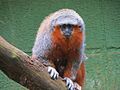 Callicebus bernhardi