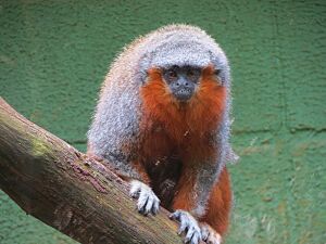 Callicebus bernhardi.JPG