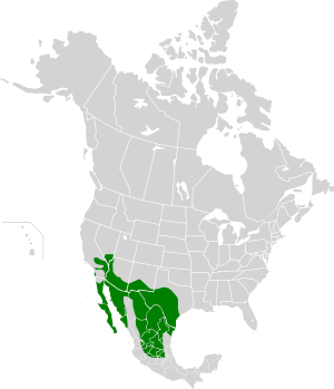 Range map of the cactus wren, with range shown in green over a map of the Western Hemisphere