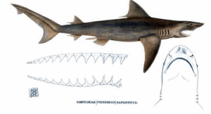 Carcharias gangeticus by muller and henle.png