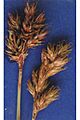 Carexmulticostata