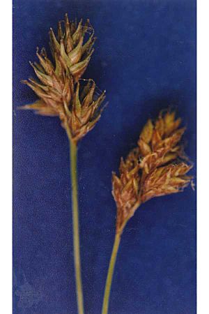 Carexstraminiformis.jpg