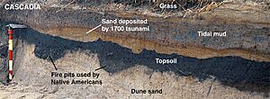 Cascadia 1700 tsunami layer Oregon
