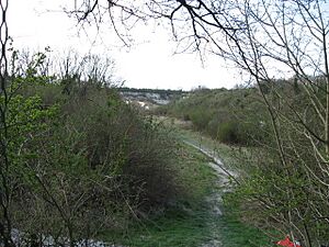 Chalk Pit near Cherry Hinton - geograph.org.uk - 805799