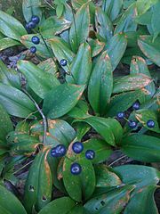 Clintonia borealis - Blue bead lily (4870007793)