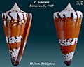 Conus generalis 4