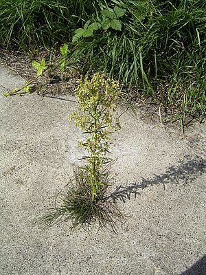Conyza-canadensis-plant.jpg