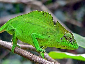 Crested Chameleon (Trioceros cristatus) (7609615072).jpg