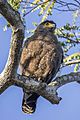 Crested serpent-eagle (Spilornis cheela spilogaster)