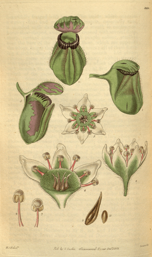 Curtis's Botanical Magazine, Plate 3119 (Volume 58, 1831)
