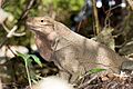 Cyclura pinguis2