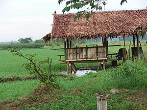 Damara or Farmer's Shed