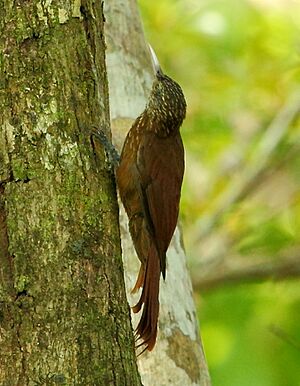 Dendroplex kienerii - Zimmer's Woodcreeper.JPG