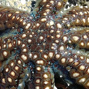 Dorsal aboral surface of Astrostole scabra