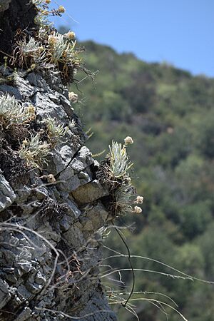 Dudleya densiflora 240694149.jpg
