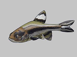 Durango Shiner