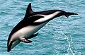 DuskyDolphin (cropped)