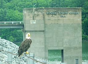 Eagles nesting near Sayers Dam crop.jpg