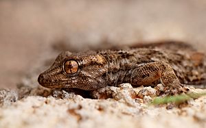 East Canary Gecko (Tarentola angustimentalis), Playa Blanca, Lanzarote (24516932533).jpg
