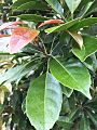 Elaeocarpus eumundi leaves close up