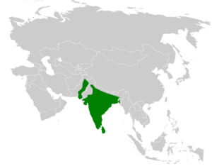 Eremopterix grisea distribution map.png