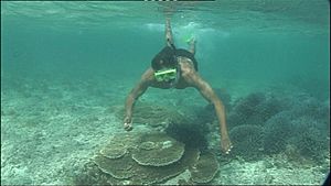 Ernie Dingo diving at the Houtman Abrolhos