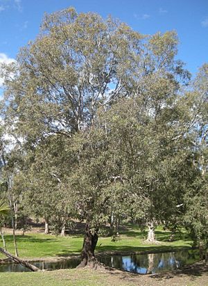 Eucalyptus coolabah and creek.jpg
