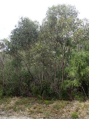 Eucalyptus goniantha.jpg