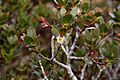 Eucalyptus vernicosa