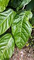Faradaya splendida leaf top side