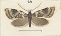 Fig 26 MA I437894 TePapa Plate-XXXIII-The-butterflies full (cropped)