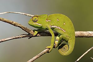 Flap-necked chameleon (Chamaeleo dilepis) female