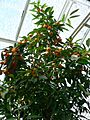 Fortunella polyandra 3