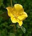 Fremontodendron California Glory 3