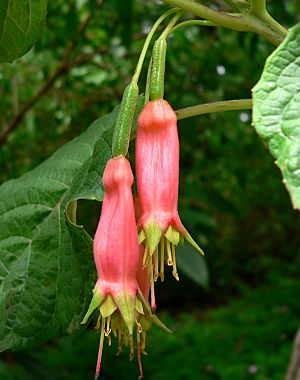 Fuchsia splendens 3.jpg